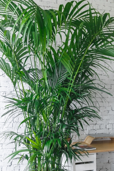 Ховея Кентия 50/260 см Ховея Кентия 50/260 см