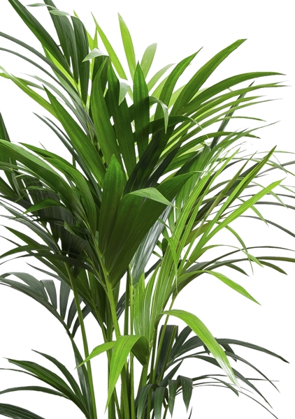 Ховея Кентия 17/90 см Ховея Кентия 17/90 см