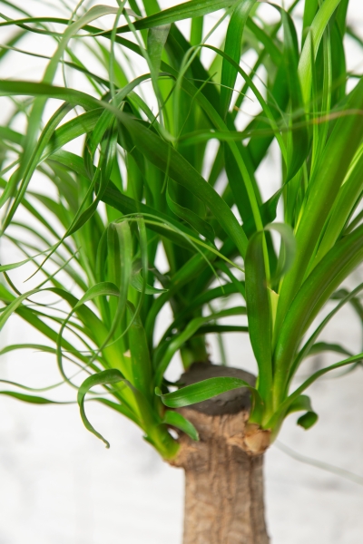 Нолина на стволе 21/70 см Нолина на стволе 21/70 см