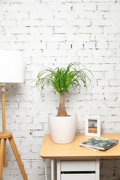 Нолина на стволе 21/70 см Нолина на стволе 21/70 см