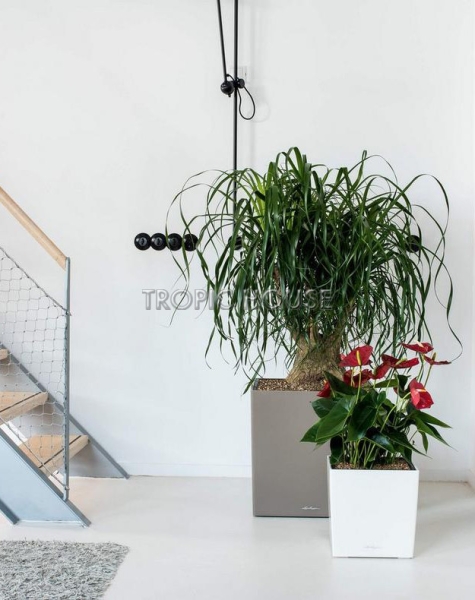 Кашпо LECHUZA CUBE 30х30см Кашпо LECHUZA CUBE 30х30см