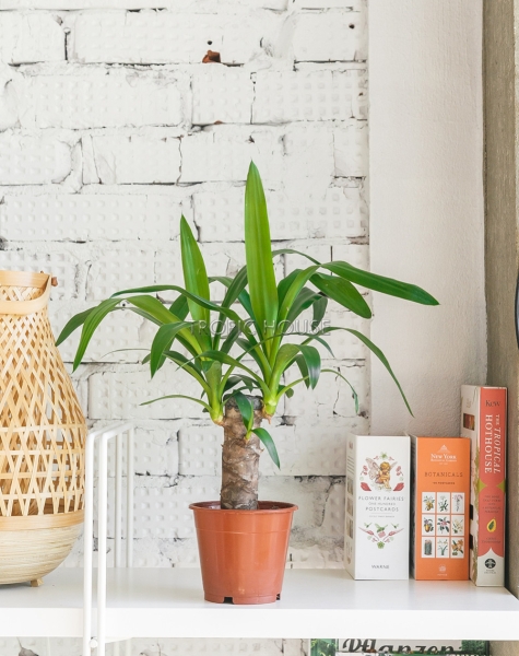 Юкка 1 ствол 12/55 см Юкка 1 ствол 12/55 см