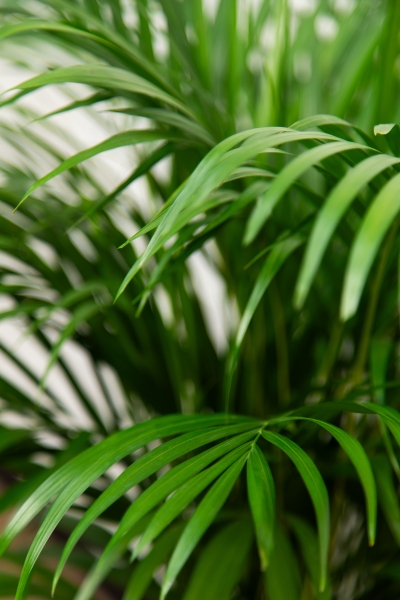 Хризалидокарпус 17/100 см Хризалидокарпус 17/100 см