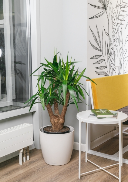 Юкка разветвленная 24/80 см Юкка разветвленная 24/80 см