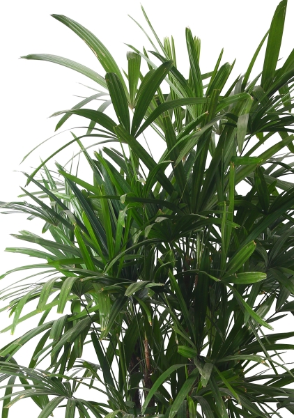 Рапис 44/240 см Рапис 44/240 см