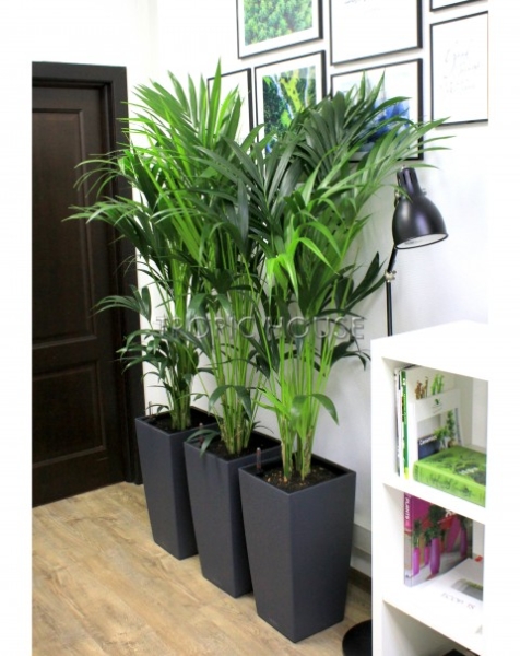 Ховея Кентия 24/170 см Ховея Кентия 24/170 см