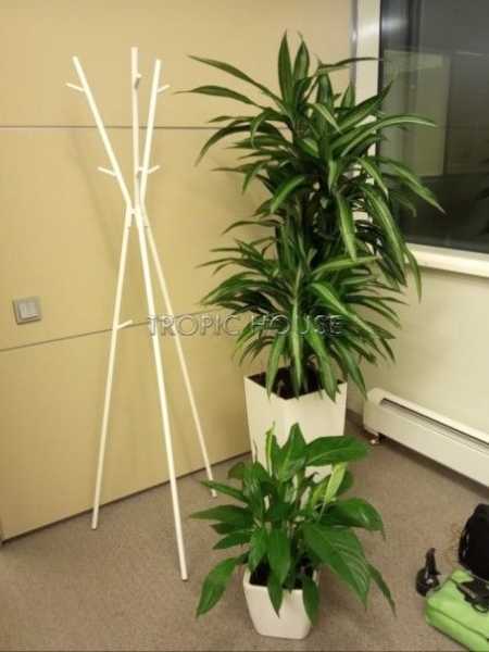 Опора для растений бамбуковая Опора для растений бамбуковая