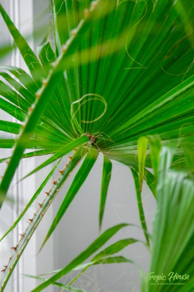 Вашингтония 43/180 см Вашингтония 43/180 см