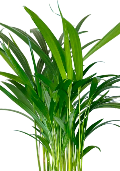 Хризалидокарпус Арека 14/60 см Хризалидокарпус Арека 14/60 см