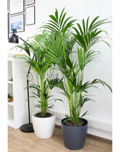 Ховея Кентия 24/170 см Ховея Кентия 24/170 см