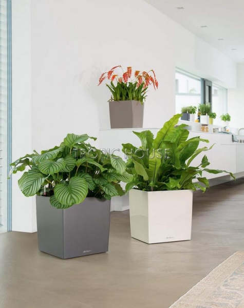 Кашпо LECHUZA CUBE 30х30см Кашпо LECHUZA CUBE 30х30см