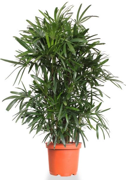 Рапис 44/240 см Рапис 44/240 см