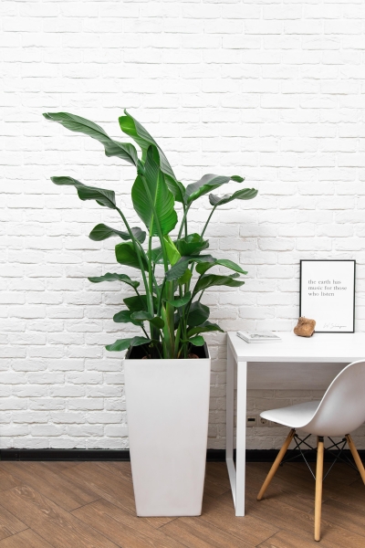 Стрелиция Николай 27/140 см Стрелиция Николай 27/140 см