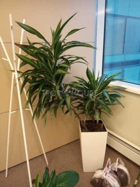 Опора для растений бамбуковая Опора для растений бамбуковая