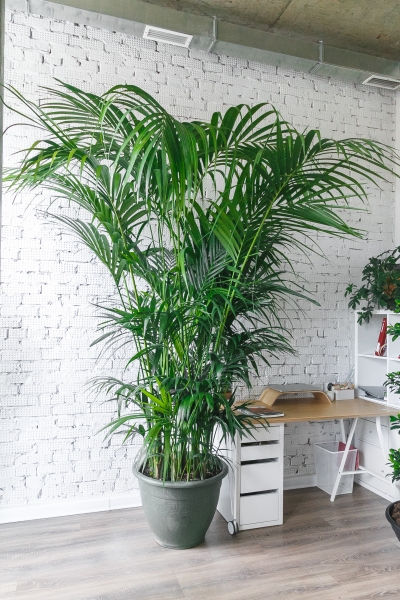 Ховея Кентия 50/260 см Ховея Кентия 50/260 см