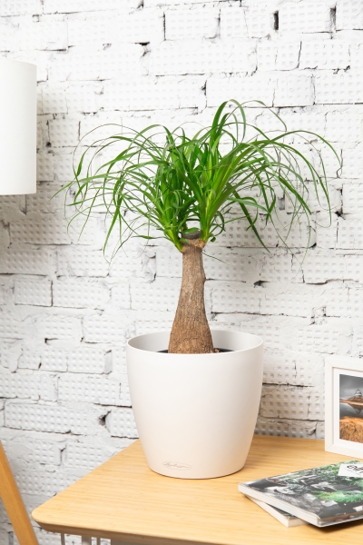 Нолина на стволе 21/70 см Нолина на стволе 21/70 см