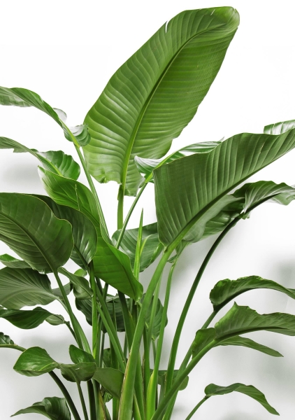 Стрелиция Николай 27/150 см Стрелиция Николай 27/150 см