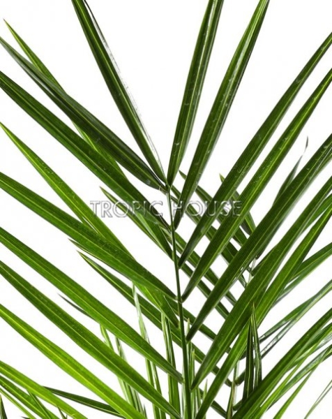 Финик Канарский 21/90 см Финик Канарский 21/90 см