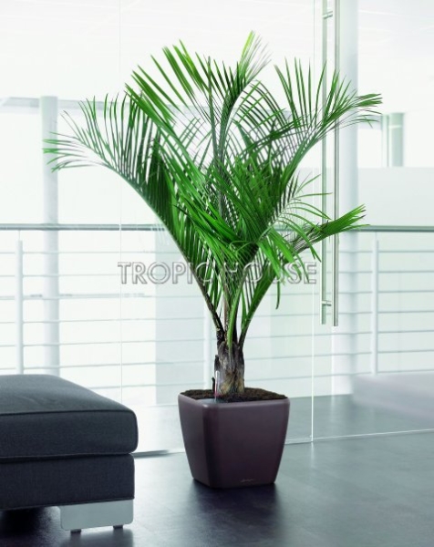 Финик Канарский 21/90 см Финик Канарский 21/90 см