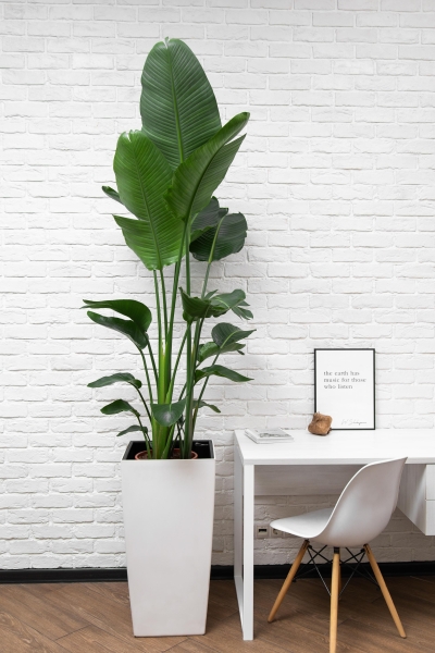 Стрелиция Николай 27/170 см Стрелиция Николай 27/170 см