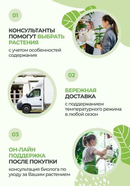 Юкка Пак 21/80 см Юкка Пак 21/80 см