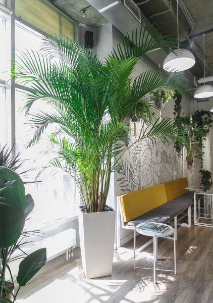 Хризалидокарпус Арека 45/250 см Хризалидокарпус Арека 45/250 см