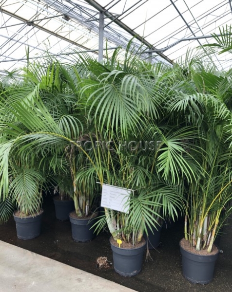 Хризалидокарпус Арека 45/250 см Хризалидокарпус Арека 45/250 см