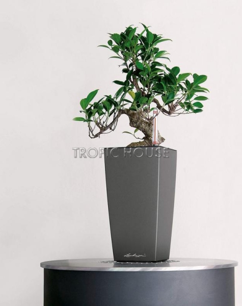 Кашпо LECHUZA MAXI-CUBI 14х26 см Кашпо LECHUZA MAXI-CUBI 14х26 см