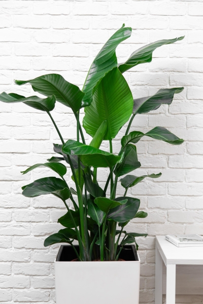 Стрелиция Николай 27/150 см Стрелиция Николай 27/150 см