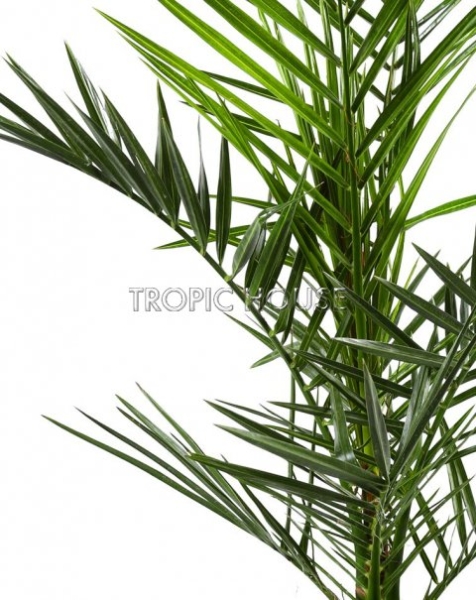 Финик Канарский 21/90 см Финик Канарский 21/90 см