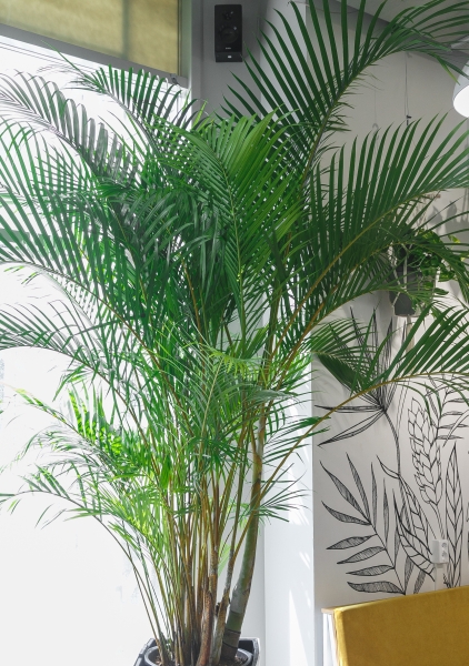 Хризалидокарпус Арека 45/250 см Хризалидокарпус Арека 45/250 см