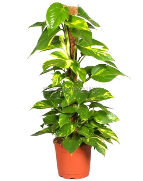 Опора для растений кокосовая 180 см Опора для растений кокосовая 180 см