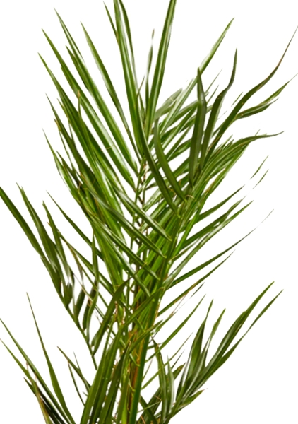 Финик канарский 12/60 см Финик канарский 12/60 см