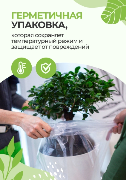 Юкка 1 ствол 32/170 см Юкка 1 ствол 32/170 см