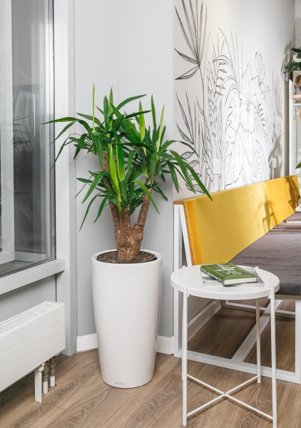 Юкка разветвленная 24/80 см Юкка разветвленная 24/80 см