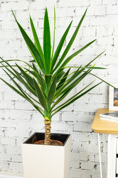 Юкка Пак 21/80 см Юкка Пак 21/80 см