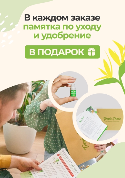 Юкка 3 ствола 21/90 см Юкка 3 ствола 21/90 см
