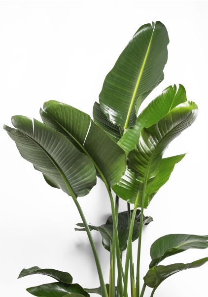 Стрелиция Николай 27/170 см Стрелиция Николай 27/170 см