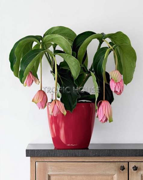 Кашпо LECHUZA CLASSICO LS 21х20 см Кашпо LECHUZA CLASSICO LS 21х20 см