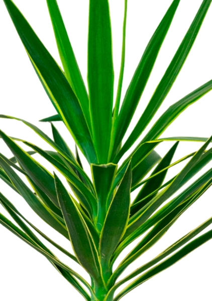 Юкка Пак 21/80 см Юкка Пак 21/80 см