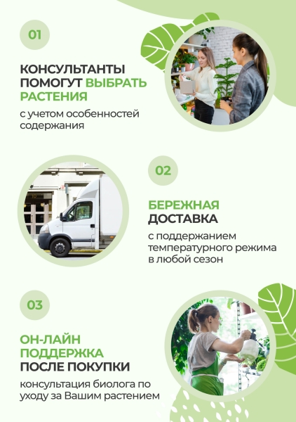 Стрелиция Николай 30/200 см Стрелиция Николай 30/200 см