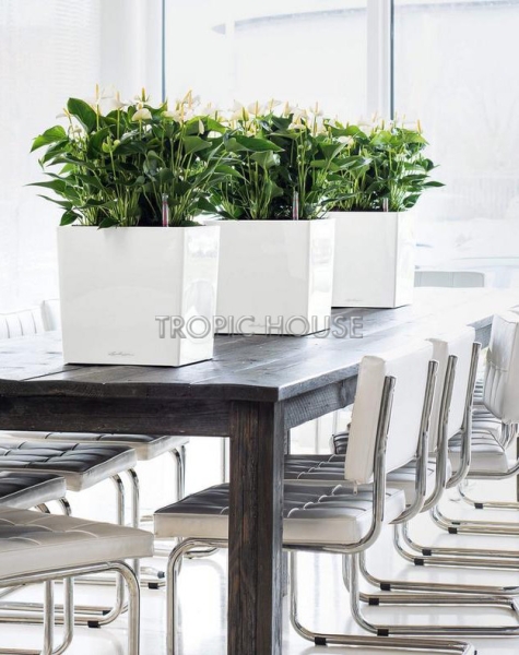 Кашпо LECHUZA CUBE 30х30см Кашпо LECHUZA CUBE 30х30см